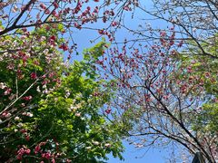 -南汇桃花村