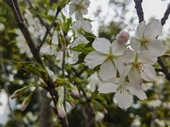 -西北湖绿化广场