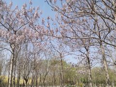 -大兴滨河森林公园