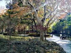 -徐家汇源景区-衡山公园