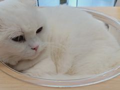 -飞行喵MR PILOT|猫舍·猫咖(静安大融城店)