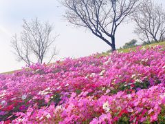 -花开海上生态园