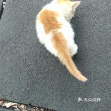 猫🐱 流浪