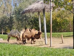 -北京野生动物园