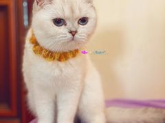 -鼓捣猫呢主题猫咖店
