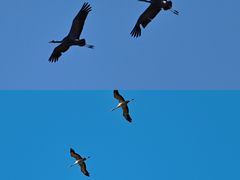 -野鸭湖国家湿地公园