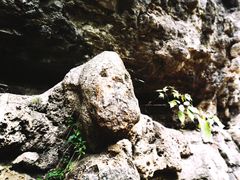 -武陵山森林公园