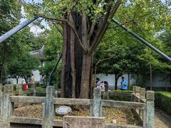 -上海佘山国家森林公园天马山园