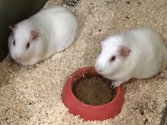 -上海大自然野生昆虫馆(东方明珠·爬宠昆虫探索中心)
