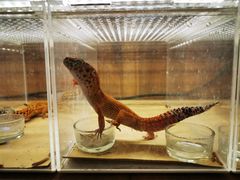 -酷以爬仙阁实体爬宠店·守宫·蜥蜴·专业繁育