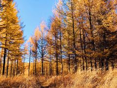 -塞罕坝国家级自然保护区