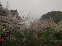 -武汉大学-樱园