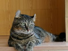 -李小姐の猫咖啡馆(五角场店)