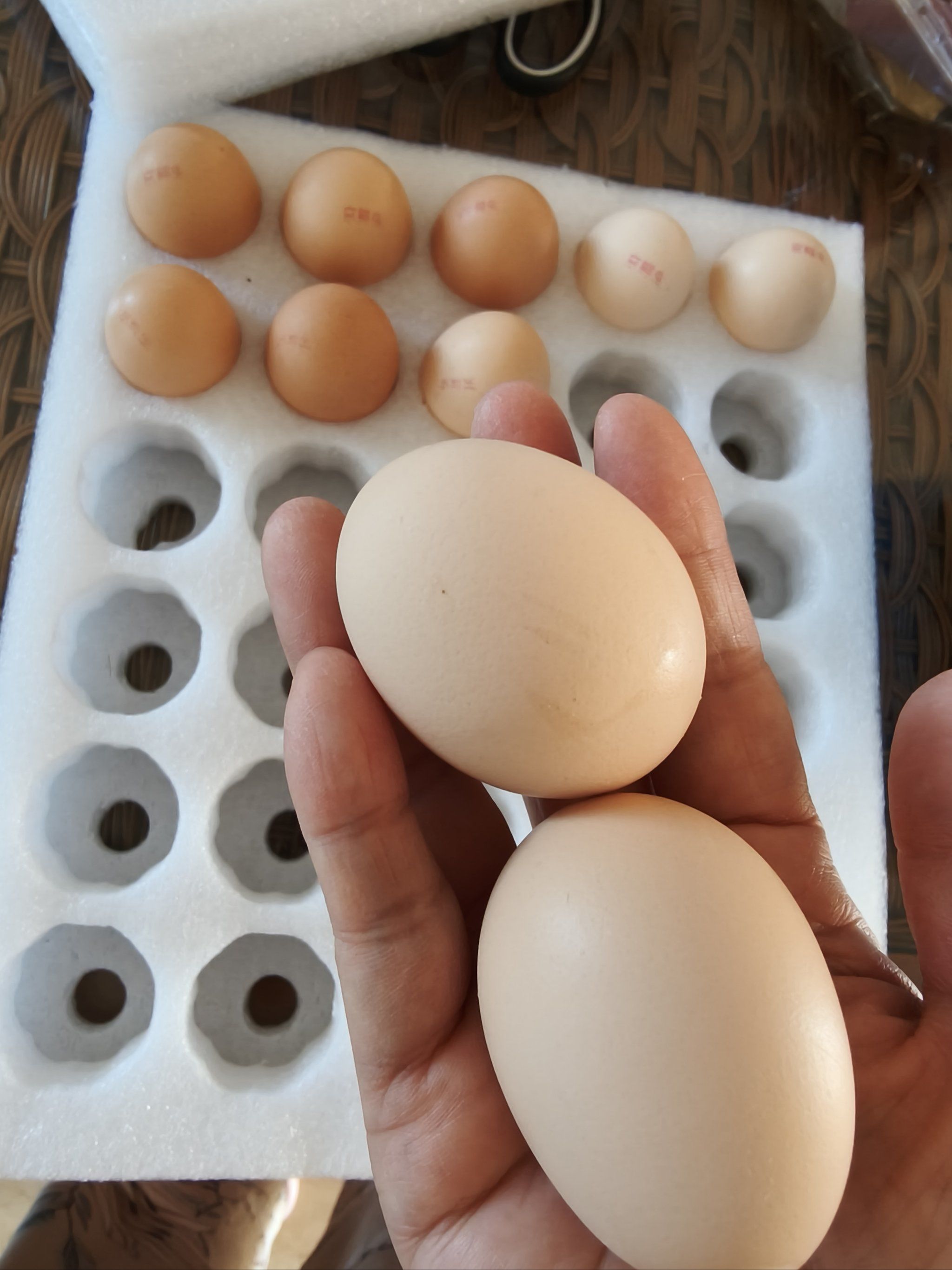 0元玩转这座城鸡蛋个大,蛋黄颜色好看