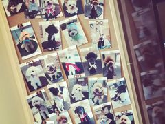 -Oh My Dog宠物沙龙(伊珊娜皮毛护理店)