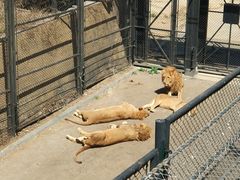 -大连森林动物园