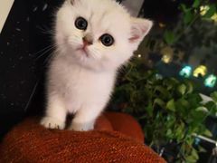 -糯米喵星人总部直营旗舰店·猫舍·幼猫出售