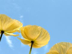 -二沙岛艺术公园