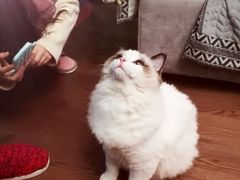 -Bastet sally猫舍购宠(静安店)