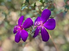 -火炉山森林公园