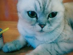 -李小姐の猫咖啡馆(五角场店)