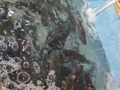 -杨林闻老三酸菜鱼(总店)