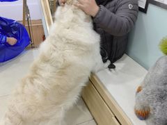 -宠福鑫康馨动物医院·骨科·眼科