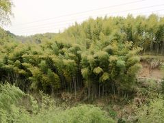 -灵山景区梯田
