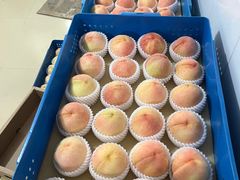 -老袁家蜜桃农场·阳山水蜜桃