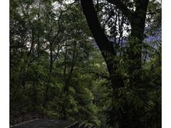 -广州市流溪河国家森林公园