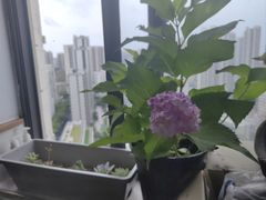 -瑞虹新天地月亮湾