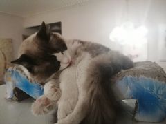 -有猫儿腻咖啡厅.猫咖