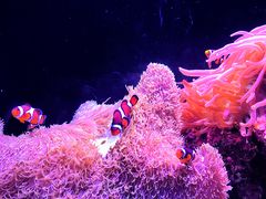 -西雅图水族馆