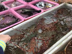 -大湾区中央湿地公园-十九涌
