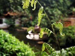 -广州兰圃