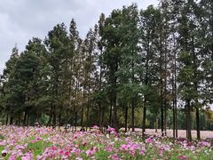 -上海滨江森林公园