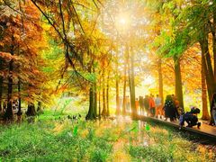 -溱湖国家湿地公园