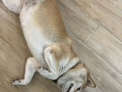 -李小姐の猫咖啡馆(五角场店)