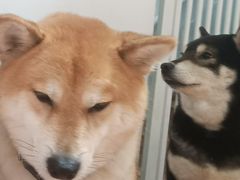-是阿柴呀！柴犬咖啡·爱喵喵猫咖