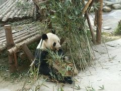-成都大熊猫繁育研究基地