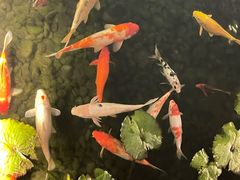 -广州白天鹅宾馆