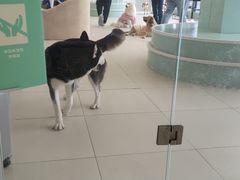 -怪兽屋·羊驼·猫咖·狗咖(俊华广场店)