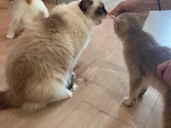 -Bastet sally猫舍购宠(静安店)