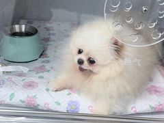 -北京派仕佳德动物医院·超导核磁·CT·神经科·骨科·内外科·急重症管理中心