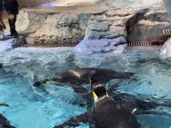 -帝企鹅自助餐厅•儿童岛•真企鹅(长隆企鹅酒店)