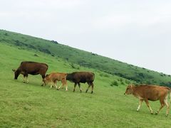 -大姆山草场