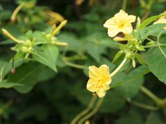 花-成都市活水公园