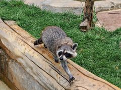 -大连森林动物园