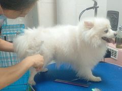 -乐琪宠物医院·犬猫专科·骨外科·急重症