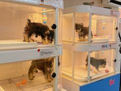 -翊宠yipet猫狗购宠庄园犬舍•猫舍